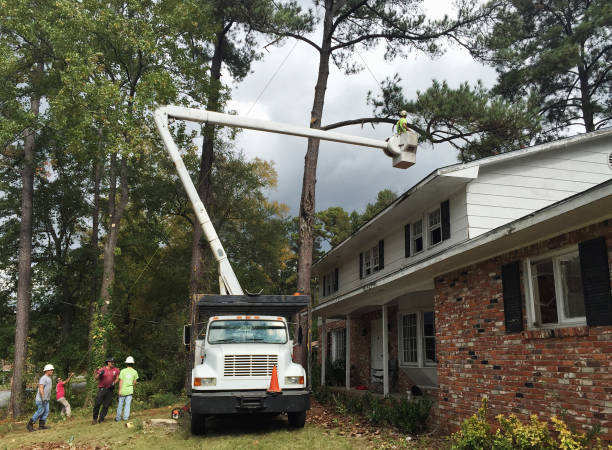 How Our Tree Care Process Works  in  Richland Hills, TX